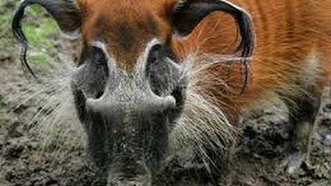 Akira Wildlife Park Part 6. Red River Hog