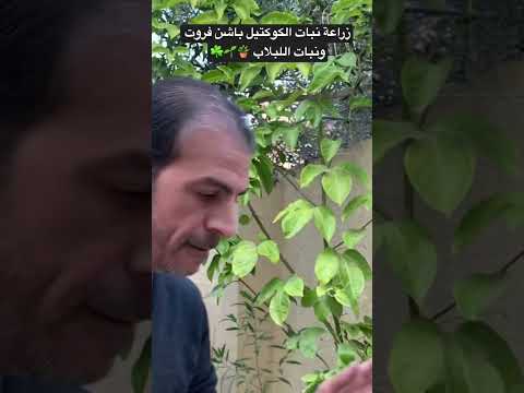 زراعة فاكهة باشن فروت الكوكتيل ونبات اللبلاب أقوي نباتات متسلقة   زراعة