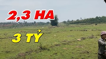 Giật mình với lô đất vườn gia lai 2,3ha giá 3 tỷ | nguyễn ngọc sơn