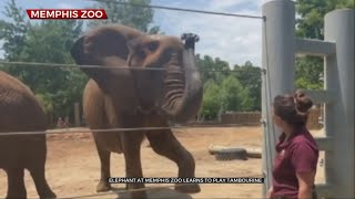 Memphis Zoo Teaches Elephants How To Play Musical Instruments