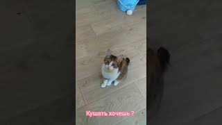 Это я не ем, я не козёл. Тюпа🐾