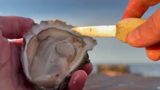 oyster of the day / Wellfleet Cape Cod