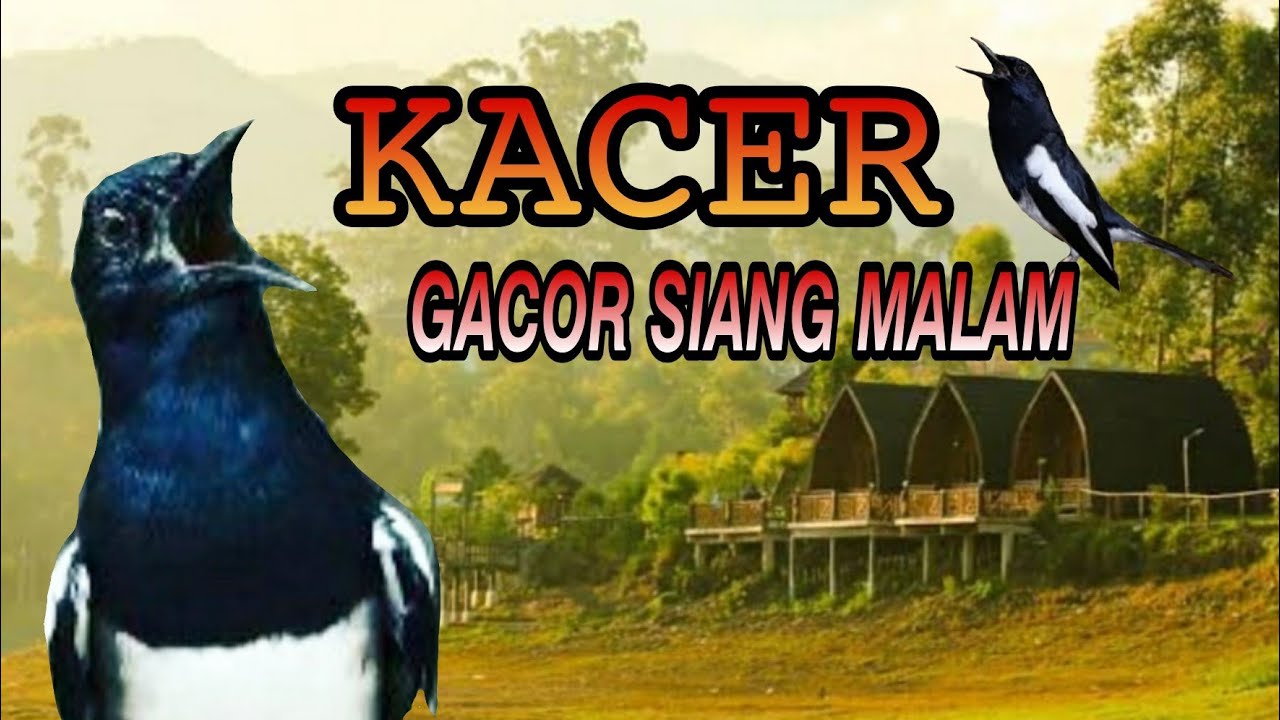 Suara Dasar Kacer Untuk Memancing Kacer Bakalan Trotol Muda Hutan Dan Terapi Mabung Jadi Lekas Bunyi Youtube
