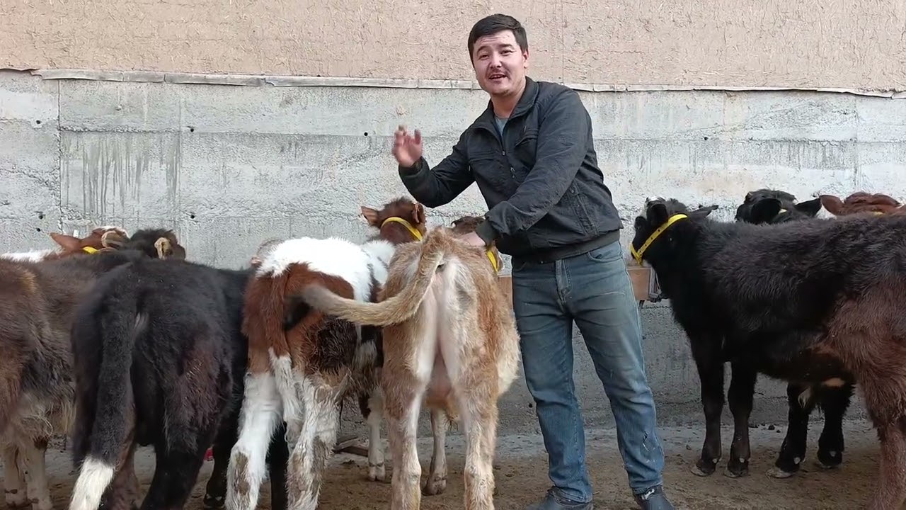 ☎️93.862.87.87✅YOSH KOCHAT BUQACHALAR KELDIM OPTIM NARXLARDA