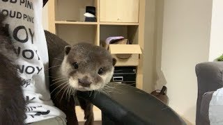 Jealous otter [Otter life Day 81] 嫉妬するカワウソ