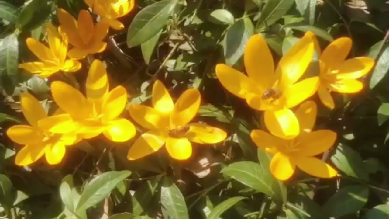 The first flowers and the first bees - crocuses are calling for spring! 