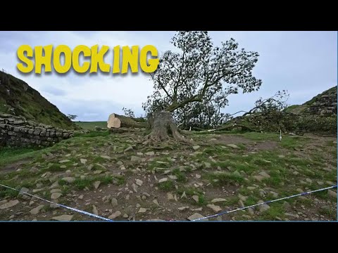 the felling of
