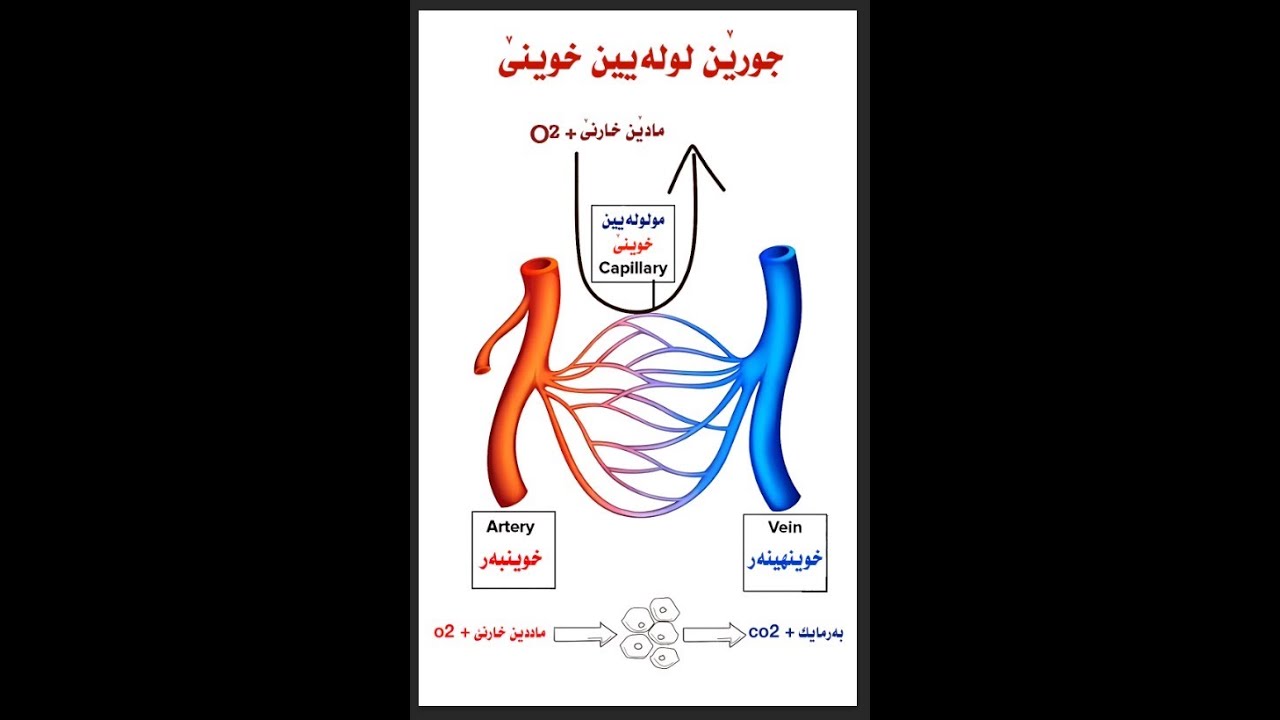 بابەت : زیندەوەرزانی - بەندێ دوویێ : جورێن لولەیین خوینێ - خوینبەر و خوینهینەر و مولولەیین خوینێ