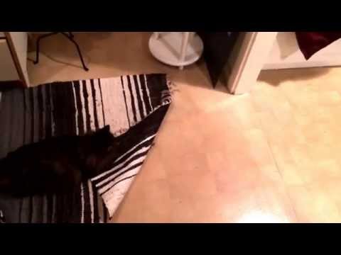 Video: Katter Och Rörelsesjuka