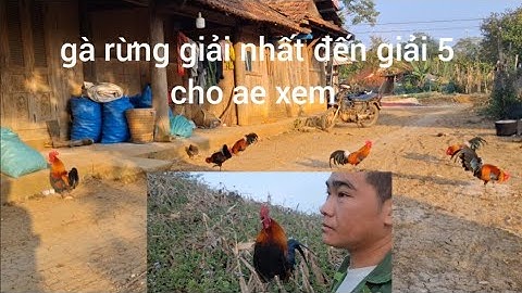 Hlau youtube đi bắt gà và bẫy gà rừng rất buồn cười.cuab qaib qus 