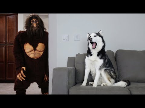 Husky Pranked By Scary Big Foot!