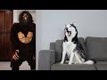 Husky pranked by scary big foot