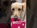 おやつがあればお手伝いをするラブラドールレトリバーの典型★#shorts #labradorretriever #ラブラドールレトリーバー #可愛い #癒し #大型犬