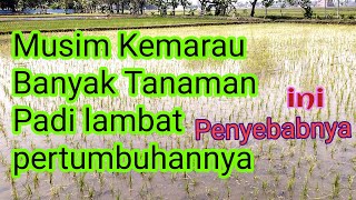 How to deal with rice plants in the dry season so they grow quickly and well