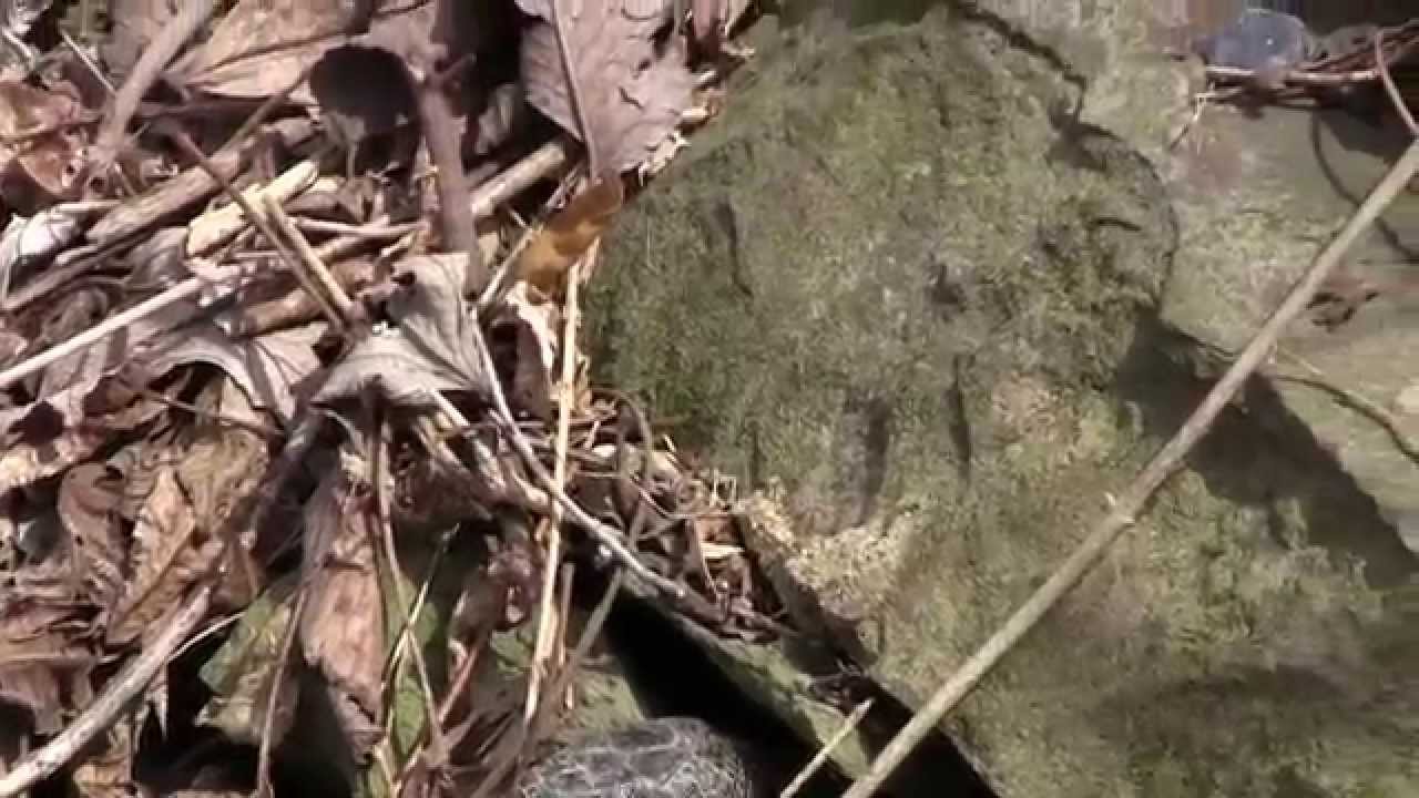 amphibians nedir Never Ending Herping Season 2 Episode 1 Early Spring Ratsnakes