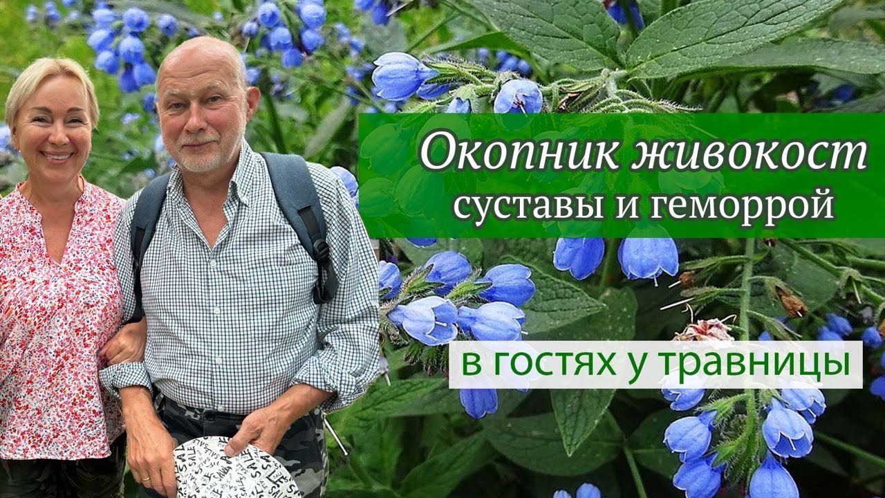 Окопник шершавый для суставов и костей — натуральное средство из народной медицины