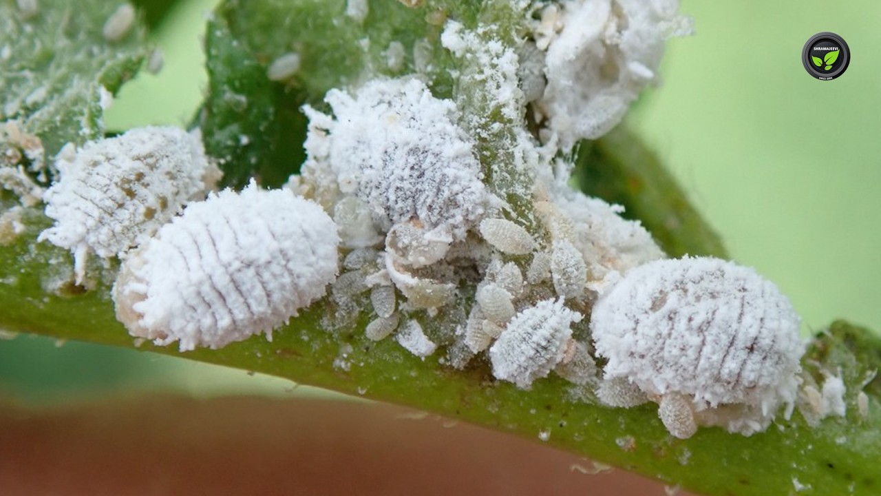ಹತ್ತಿಯಲ್ಲಿ ತುಪ್ಪಳಕೀಟ ಮತ್ತು ರಸಹೀರುವ ಕೀಟಗಳ ನಿರ್ವಹಣೆ | Mealybug & Sucking pest Management in Cotton