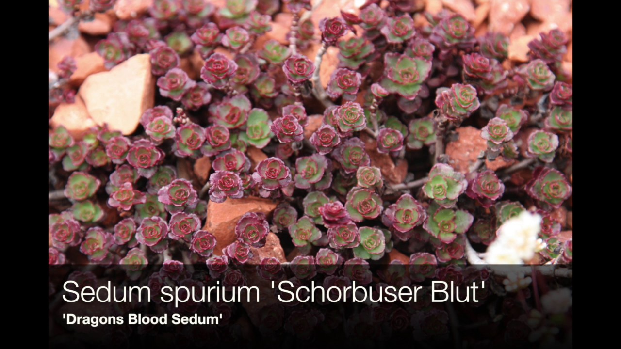 Sedum Varieties For Gardens And Containers Youtube