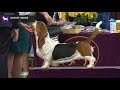 Basset Hounds | Breed Judging 2020