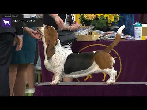 basset-hounds-|-breed-judging-2020