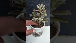 Mother Of Thousands Plant Grow In Cupshorts