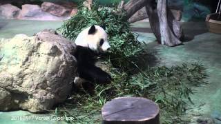 20160117 團團定格-大貓熊 Tuan Tuan @Taipei zoo