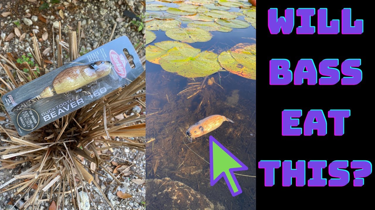 Will a Bass Eat a Beaver? Berkley Beaver Lure Review! 