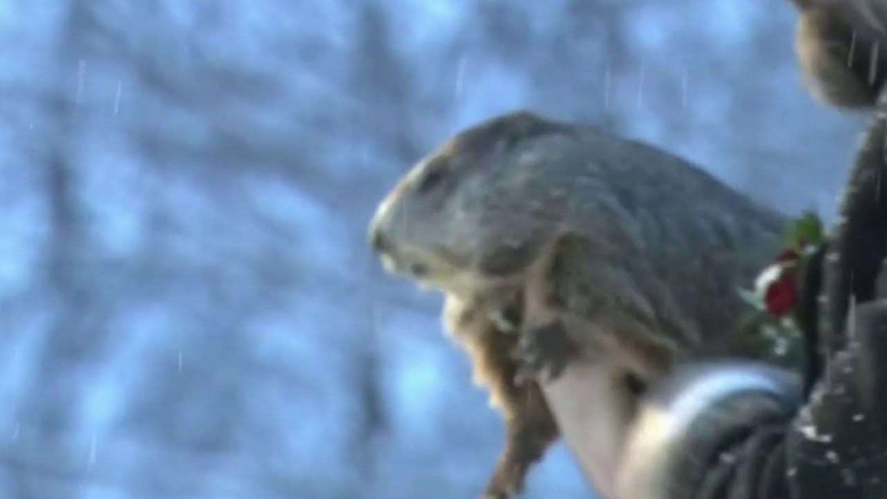 How accurate is Punxsutawney Phil? His Groundhog Day ...