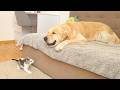 ⁠What Happens When a Tiny Kitten Finds a Sleeping Golden Retriever?