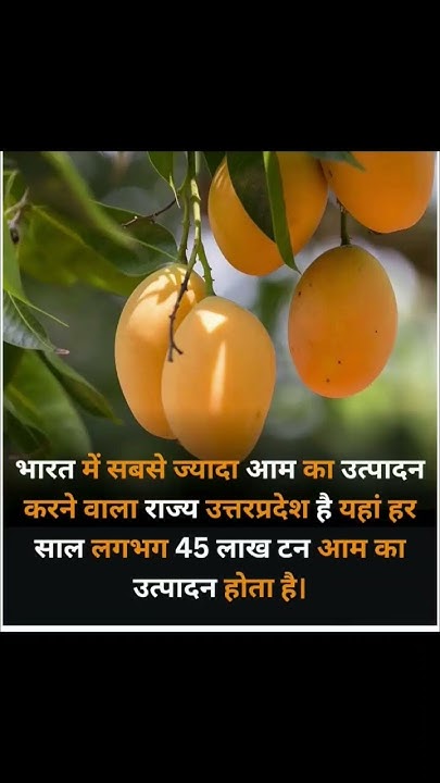 Largest Mango Producing State In India General Knowledge Gk largest-mango-producing-state-in-india-general-knowledge-gk