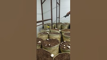 Watering for Button Mushroom #shorts #shortvideo #youtube #youtubeshorts #satisfying #farm #mushroom