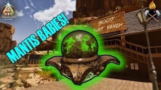 Max level Mantis taming & breeding [ARK: Scorched Earth - Hardcore No Flyers] E24