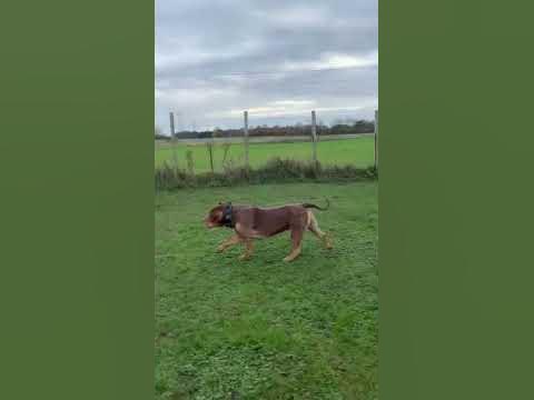 #trending #dog #trendingshorts #shorts #viral #edit #running #lifestyle