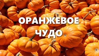 ОРАНЖЕВОЕ ЧУДО...