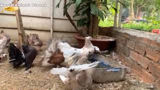 Fantail Collection part 1 | pigeon Lofts | Exotic Collection by ocean life 6 views 3 years ago 2 minutes, 42 seconds