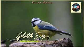 Gelatik Eropa membangun Sarang