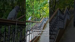 Химкинский парк Толстова #birds #pets #parrot #амазон #домашниеживотные #жако #шлейка  #harness