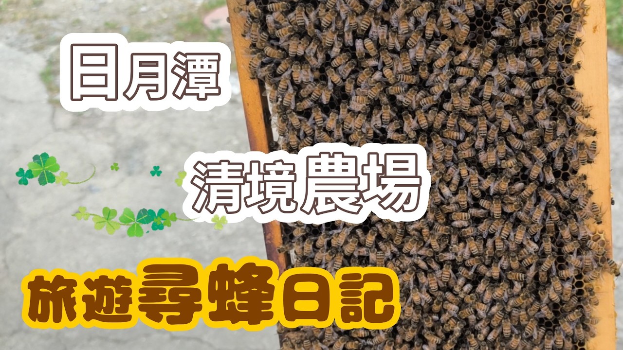 日月潭.清境找蜜蜂之旅-跟著阿浦開箱真實的野蜜吧 縮圖