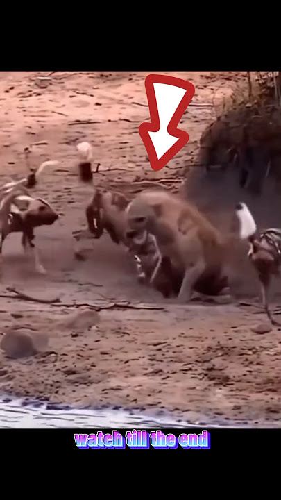 hyena vs dog #shortvideo #shorts #viral #hyena #dog #animals #trending