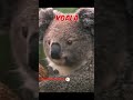 3 ऐसे Animals jo ki सिर्फ Australia Mein hi मिलते Hain #shorts #facts #animals #short