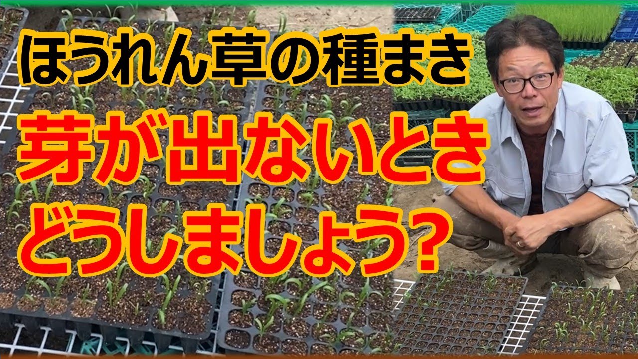【ほうれん草の種まき】芽が出ないときの横着栽培