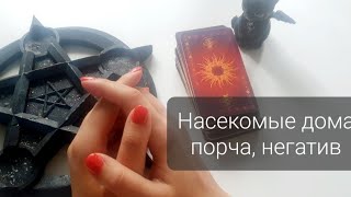 Насекомые в доме, квартире появились. Приметы, порча, негативная энергия