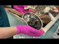 Feral cat has massive blockage removed!