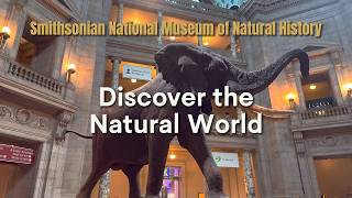 4K Smithsonian National Museum of Natural History Walking Tour | Immersive Ambience & No Talking screenshot 5