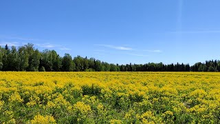 Май в деревне. Пейзажные зарисовки.Комары, мухи, птенцы дроздов, попугай..Пение птиц.Голоса природы.