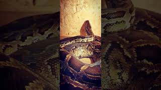 как линяет змея #змея #питон #питомцы