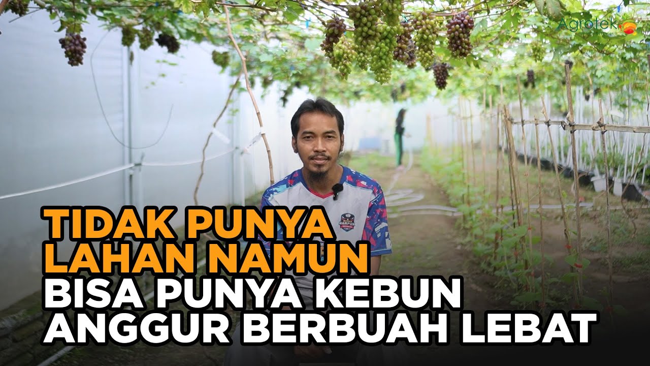 Простое и прибыльное выращивание винограда для новичков: успешный сбор урожая с арендованной земли!