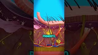 Perché Vengono I Capelli Grigi? Credits