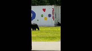 They're Back!!  2018 Rockaway Bears - 5 cubs by Tim Basso 23,537 views 5 years ago 2 minutes, 23 seconds