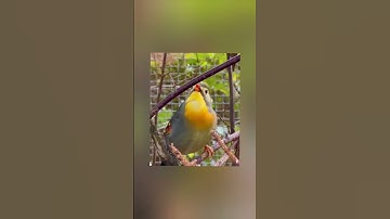 suara burung  pancawarna atau robin #burung #burungkicau #burunggacor